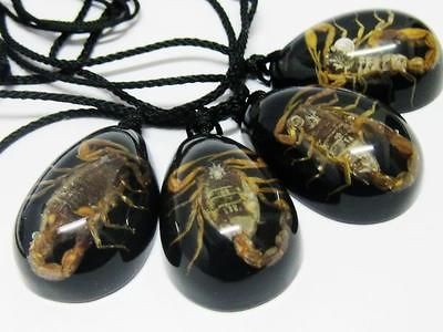 LOTS 16PCS CHARMING REAL BLACK SCORPION KING AMBER MAGIC DROP DESIGN 