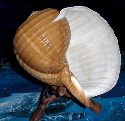   OVER TONNA OLEARIA SEA SHELL REEF NAUTICAL DECOR BEACH CRAFT TROPICAL