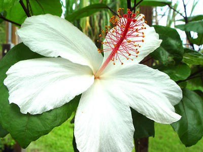 HAWAIIAN HIBISCUS PLANT  Fragran​t   RARE WHiTE VARIETY