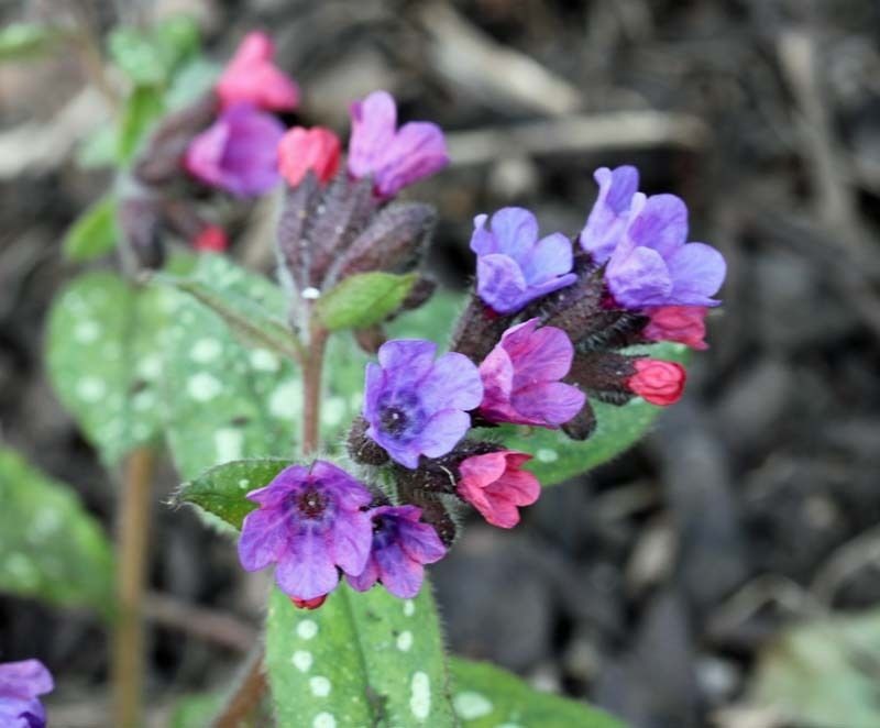    2 44  pulmonaria diana clare pink mauve flowers