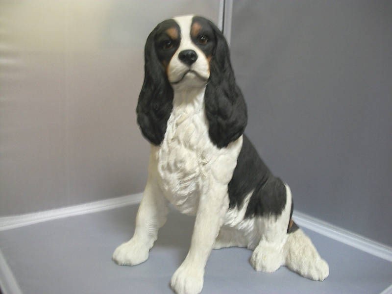   le cavalier king charles spaniel sitting 