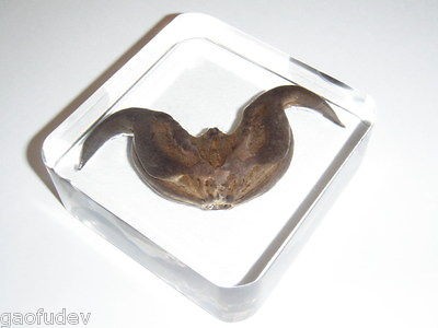 Botanical Specimen   Ox Horn Shape  Water Caltrop (Trapa natans 