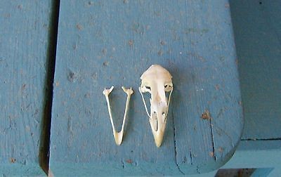 CHICKEN SKULL,BIRD,ROO​STER,HEN,HEAD,​BONE,COYOTE,be​ast with 