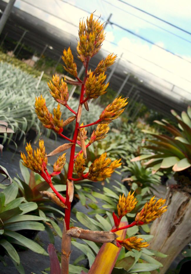 Bromeliad Aechmea Malva Pup Silvery Purple