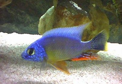 african cichlids 2 red top zebra awsome bloodline