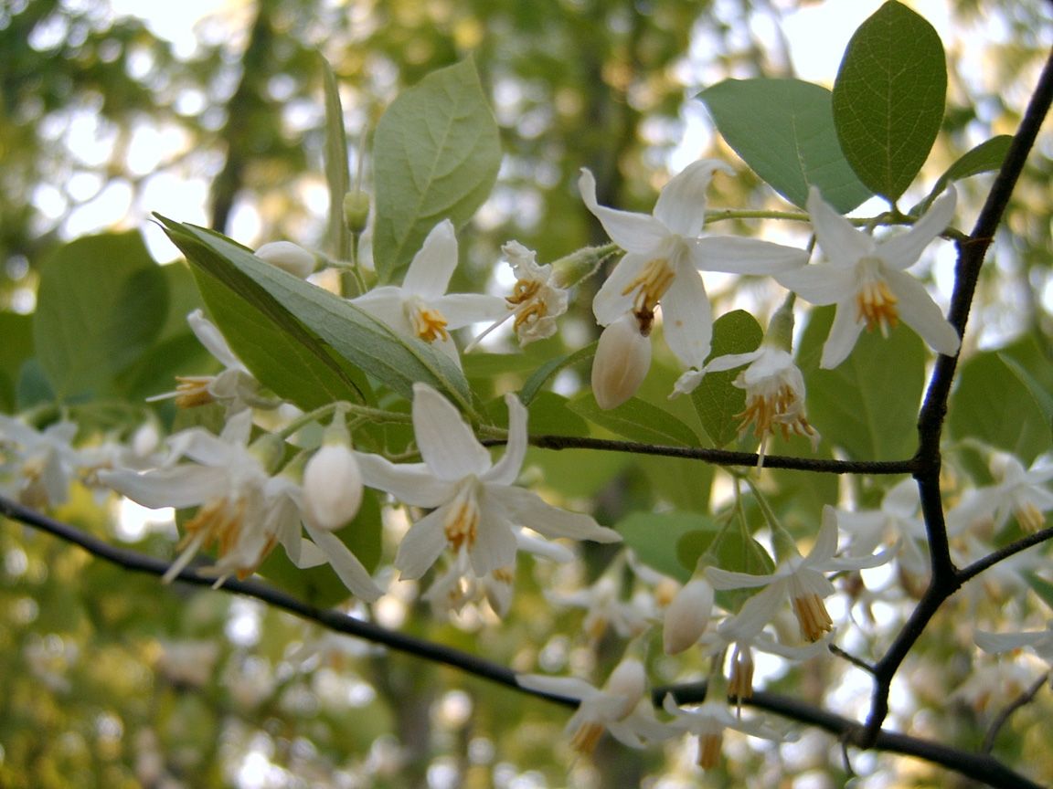 Oh beautiful Styrax. Both the american snowbell and the varieties 