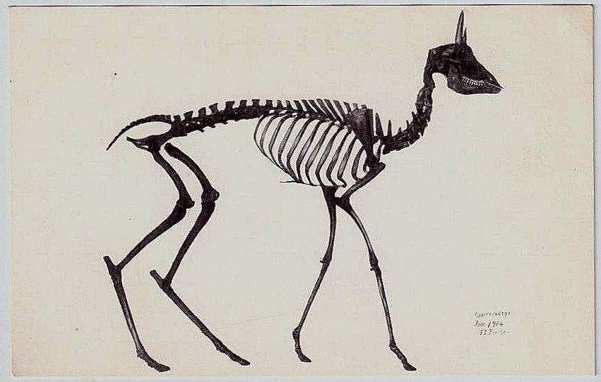 POSTCARD SKELETON FOSSIL TAR PITS BREAMERYS MINOR