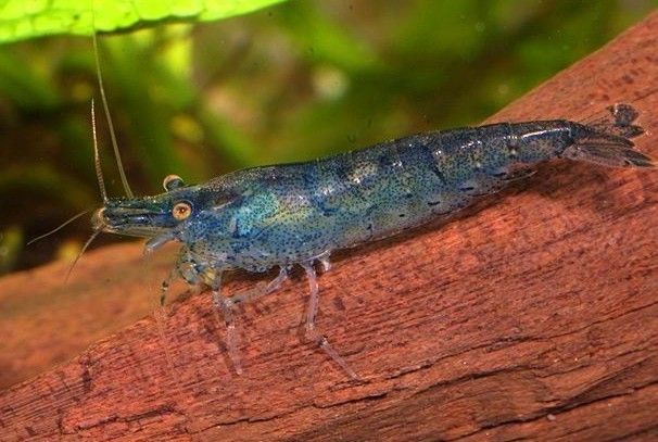 10 Blue Berry Shrimp Freshwater Live Shrimp Aquarium Algae Eaters