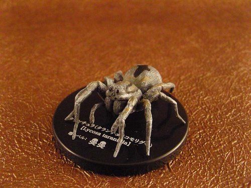 Toxic Arachnids Spider Lycosa Tarantula Wolf Spider