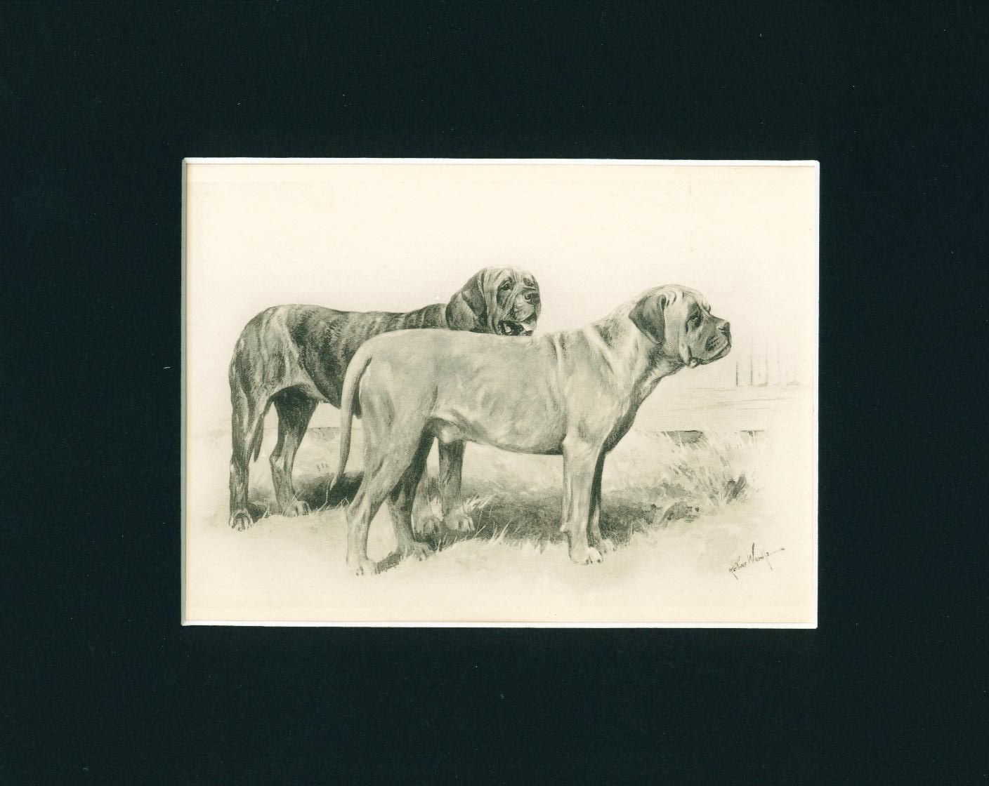 Antique Dog Print + Article 1897 English Mastiff Arthur Wardle