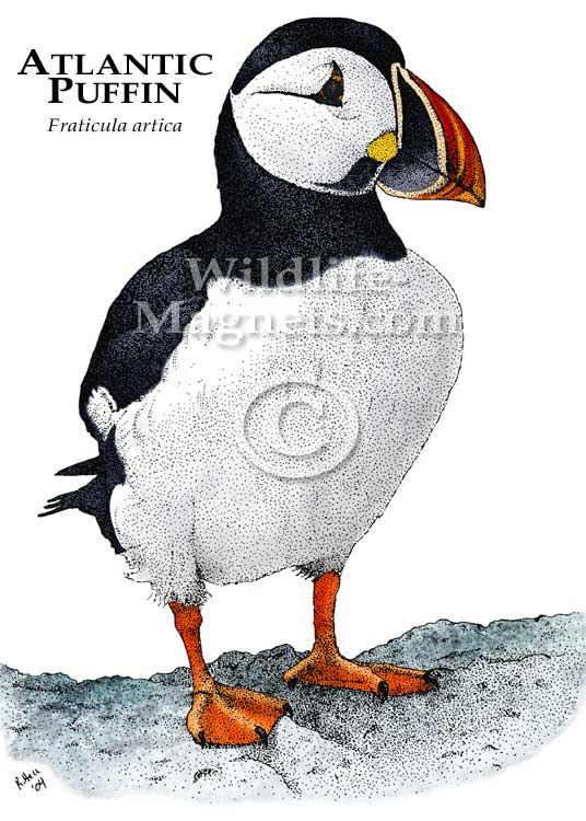  artwork the atlantic puffin magnet measures 2 5 x 3