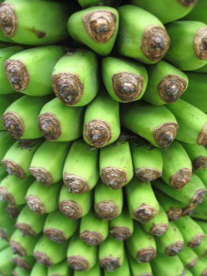 musa 1000 fingers banana tree 4 pot great plant plants