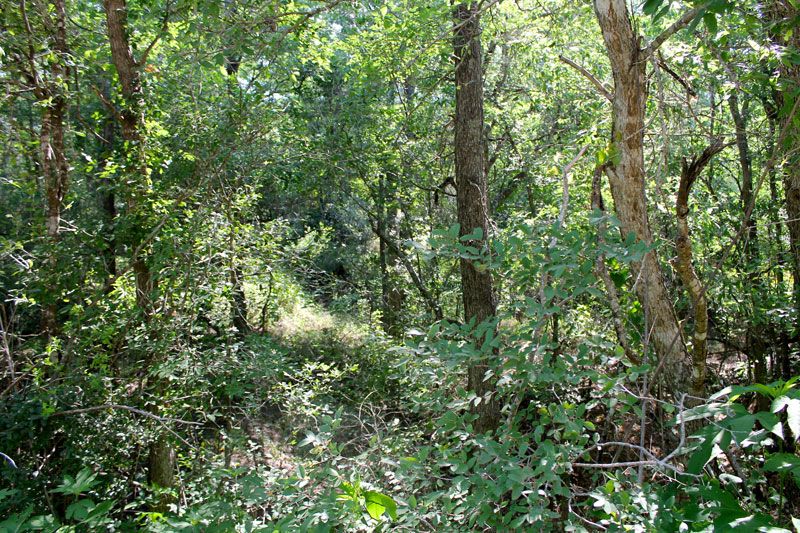 Homesite in Tahitian Village Bastrop Texas Near Austin on Colorado 