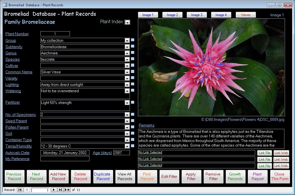 Bromeliad Management Database Software CDROM for Windows