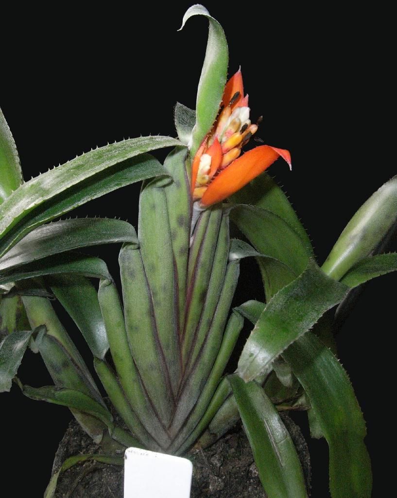 Rare Aechmea brevicollis Bromeliad/Terrarium Collectors L@@K