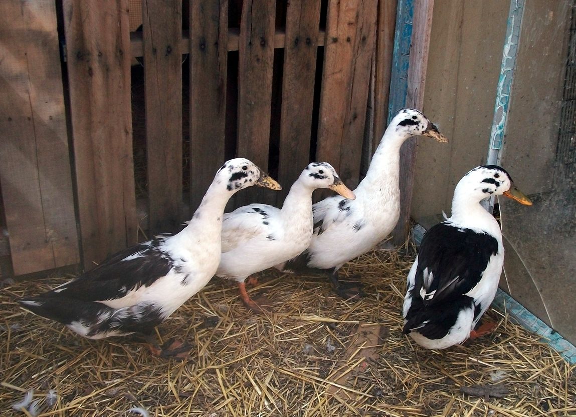 Black White Ancona Duck Hatching Eggs