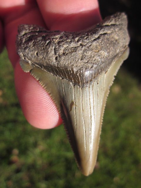 inch Angustidens Shark Tooth Fossil Megalodon Dinosaur Teeth 