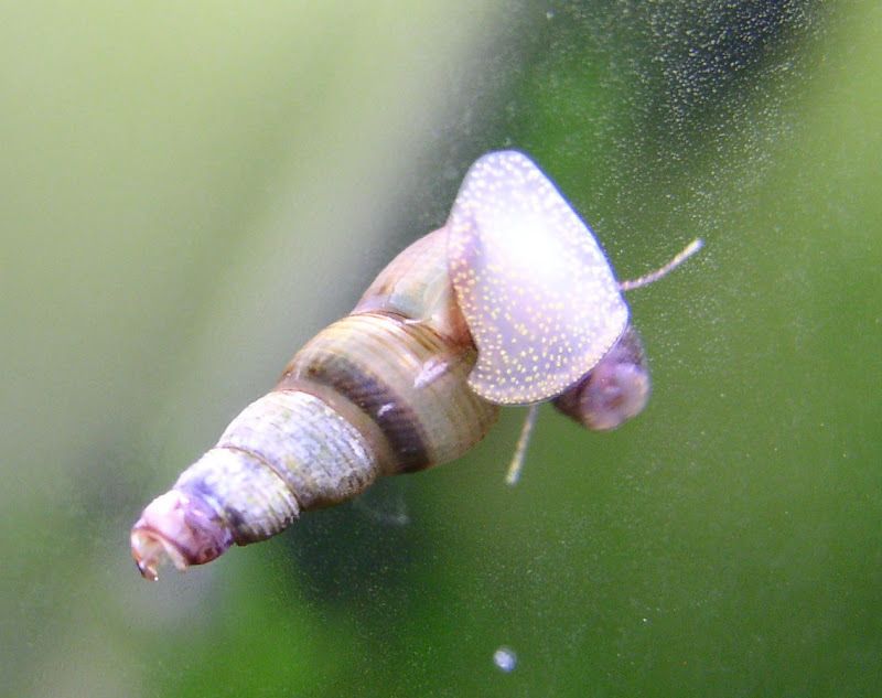 Malaysian Trumpet Snail 12 Live Aquarium Snail Various Sizes