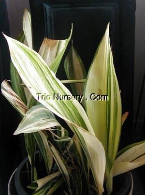 Variegated Cast Iron Plant Aspidistra Hard to Find