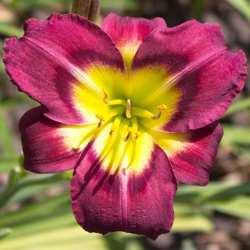 10 FANS OF NIGHT BEACON WHOLESALE DAYLILY LOT