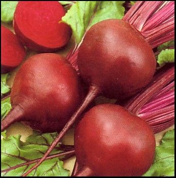 Mixed Gourmet Beets Vegetable Seeds  on All Seeds with 