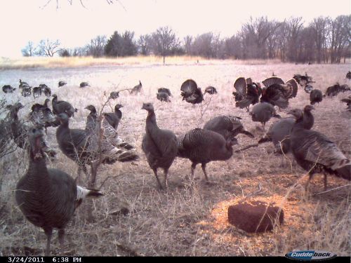 Turkey Hunt Nebraska Spring 2012 D I Y Shotgun w Lodging