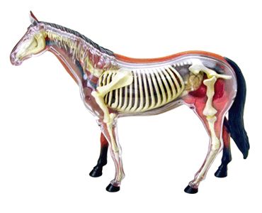 body parts comes with display platform fine detailed sculpturing with 