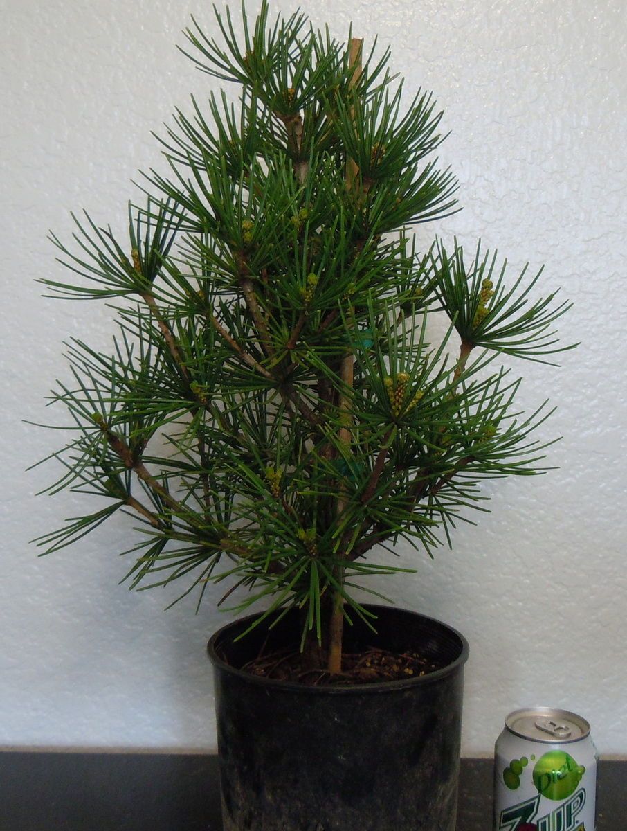 Big Japanese Umbrella Pine Tree Shohin Pre Bonsai Old Specimen RARE 