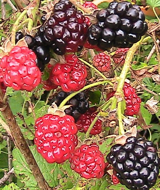 Heirloom Blackberry Plant Easy to Grow to Get Fruit Faster