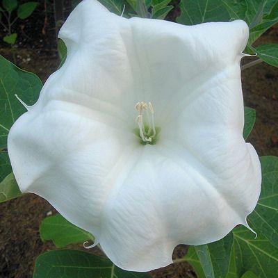 Datura Belle Blanche White Trumpet Bulk 500 Seeds