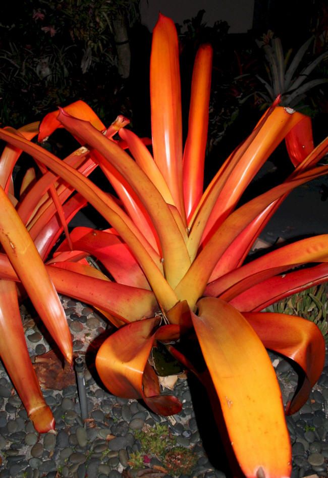 Bromeliad Aechmea Blanchetiana Tropical Beauty Forever