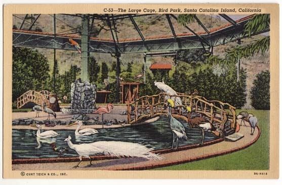 Post Card Large Cage Bird Park Catalina Island CA