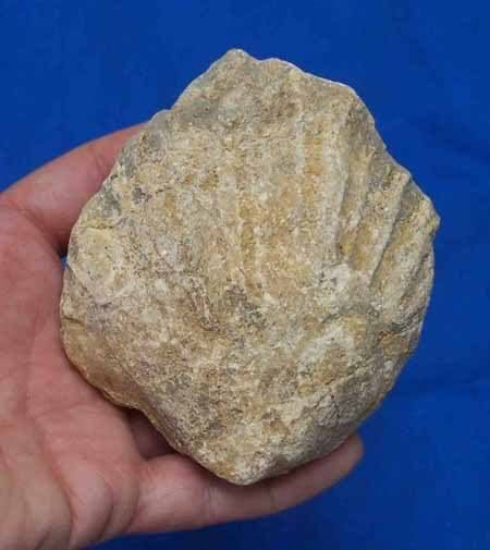 Beautiful Fossil Bivalve Cast Austin TX Shoal Creek