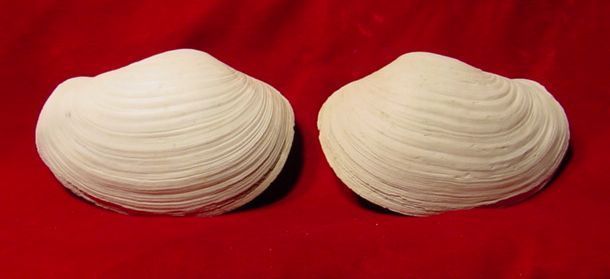 Fossil Bivalve Panopea Floridana Pliocene Florida S398