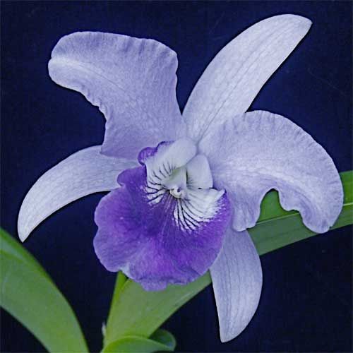   wondering how to care for your new orchids check out our care sheets