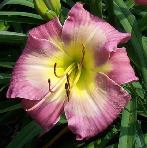 BLUE RIDGE BUTTERFLY   DF   B2C   Selman 2006   DAYLILY