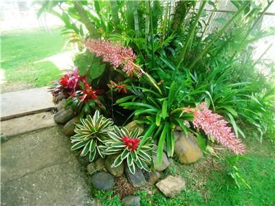 Bromeliad Neoregelia Picaso Live Plant Tropical Landscaping