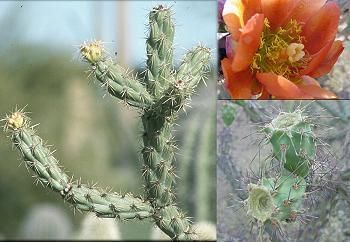  Buckhorn Cholla Opuntia Acanthocarpa 30 Seeds