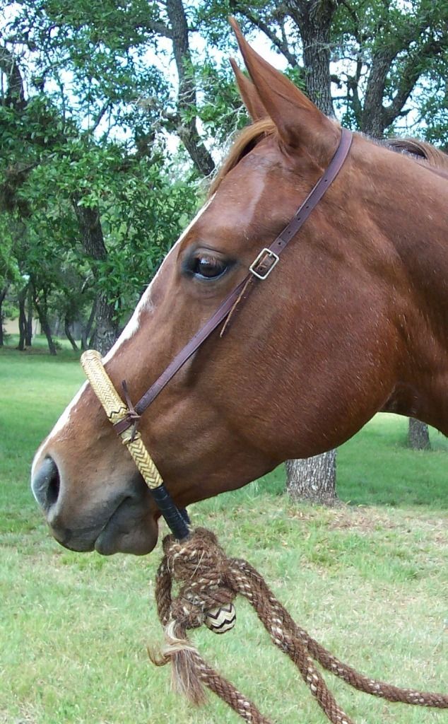 Hackamore Rawhide bosal with horsehair mecate reins and leather hanger 