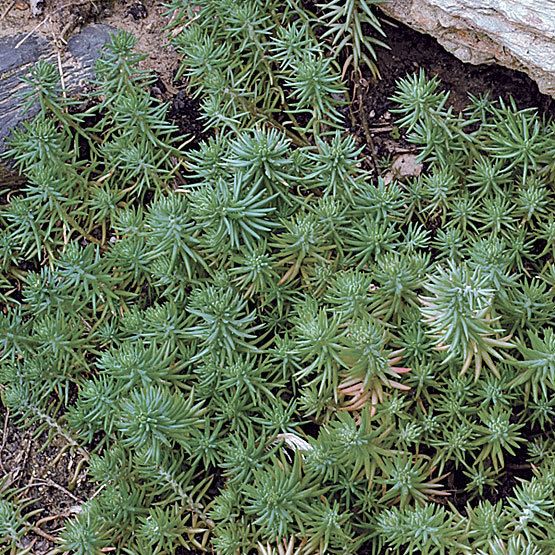 Cactus Groundcover BOG2 Free Plants Sedum Rupestre