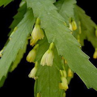 Lepismium Hoelletianum SSP Epiphytic Hanging Cactus