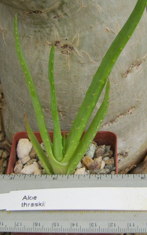 Aloe thraskii Single Trunk Tree Smooth Leaves Succulent Plant