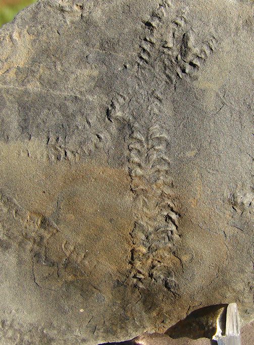 trilobite tracks this slab has around 19cm of tracks this slightly 