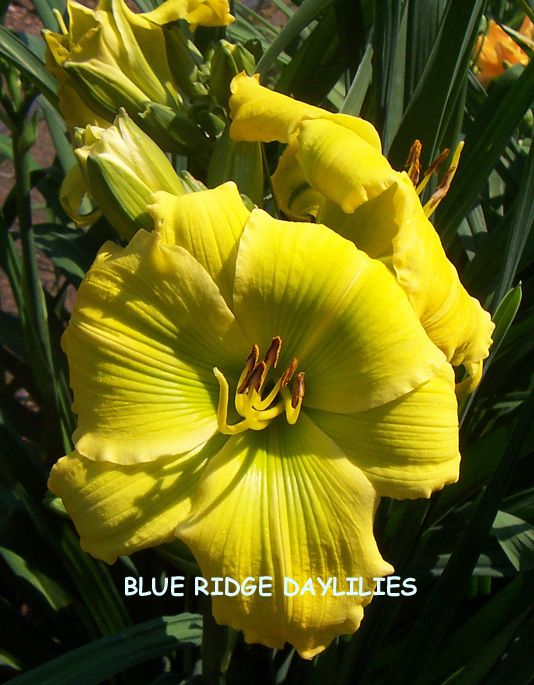 CALYPSO GREEN   DF   B11C  Herrington, T 1998   DAYLILY