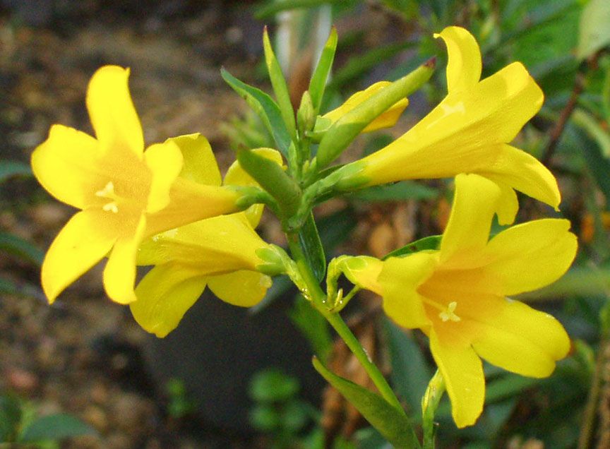 carolina jasmine gelsemium sempervirens