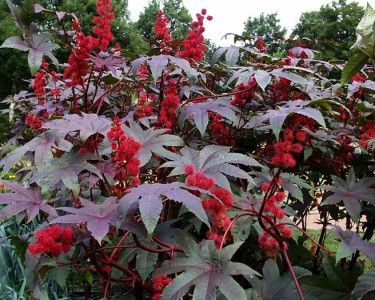 Castor Bean Zanzi Palm Seeds   Attractive Plant with Huge Leaves