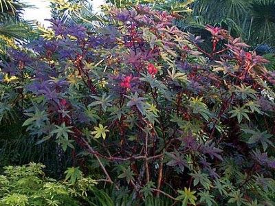 Castor Bean Zanzi Palm Seeds   Attractive Plant with Huge Leaves