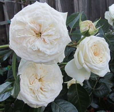 Pure Perfume Floribunda Rose Own Root Blanche de Castille