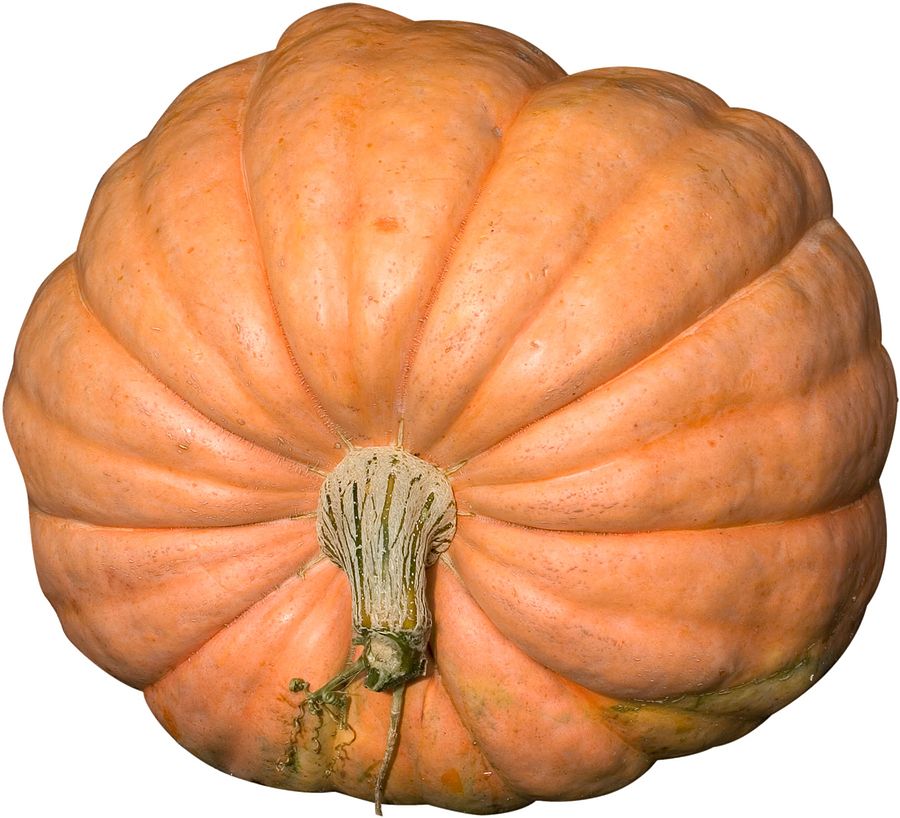 Dills Atlantic Giant Heirloom Pumpkin 10 Seeds Grows Huge Record Size