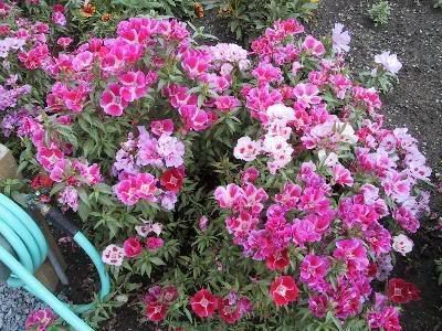 500 Mixed Colors Godetia Clarkia Amoena Flower Seeds Gift Comb s H